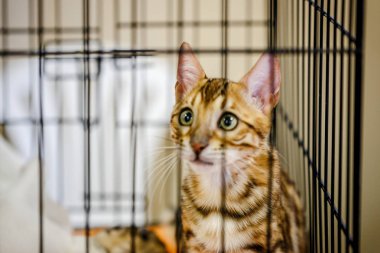 Korkarım evsiz yalnız kedi kafes için ev, biri onu evlat için bekleyen sığınak içinde yatan korkmuş bakışla. Sakin ve sevecen yavru kedi, destek için gönüllü el çalışır