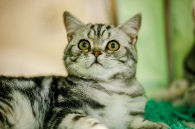 Korkarım evsiz yalnız kedi kafes için ev, biri onu evlat için bekleyen sığınak içinde yatan korkmuş bakışla. Sakin ve sevecen yavru kedi, destek için gönüllü el çalışır