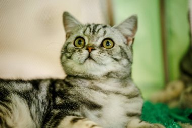 Korkarım evsiz yalnız kedi kafes için ev, biri onu evlat için bekleyen sığınak içinde yatan korkmuş bakışla. Sakin ve sevecen yavru kedi, destek için gönüllü el çalışır