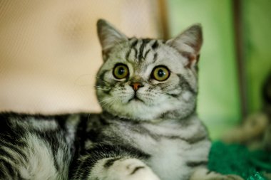 Korkarım evsiz yalnız kedi kafes için ev, biri onu evlat için bekleyen sığınak içinde yatan korkmuş bakışla. Sakin ve sevecen yavru kedi, destek için gönüllü el çalışır