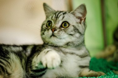 Korkarım evsiz yalnız kedi kafes için ev, biri onu evlat için bekleyen sığınak içinde yatan korkmuş bakışla. Sakin ve sevecen yavru kedi, destek için gönüllü el çalışır