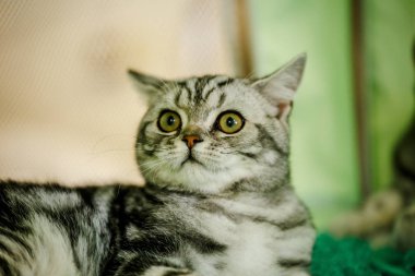 Korkarım evsiz yalnız kedi kafes için ev, biri onu evlat için bekleyen sığınak içinde yatan korkmuş bakışla. Sakin ve sevecen yavru kedi, destek için gönüllü el çalışır