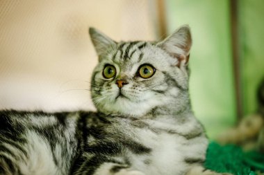 Korkarım evsiz yalnız kedi kafes için ev, biri onu evlat için bekleyen sığınak içinde yatan korkmuş bakışla. Sakin ve sevecen yavru kedi, destek için gönüllü el çalışır