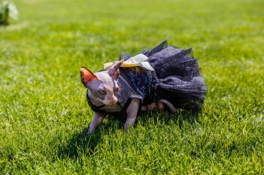 Sfenks kedisi giyen bir pezevenk gibi giyinmiş