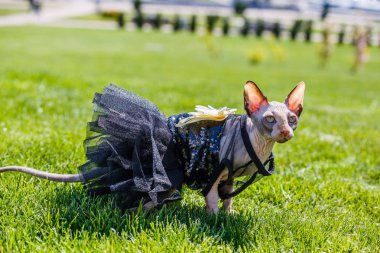 Sfenks kedisi giyen bir pezevenk gibi giyinmiş