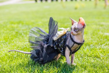 Sfenks kedisi giyen bir pezevenk gibi giyinmiş