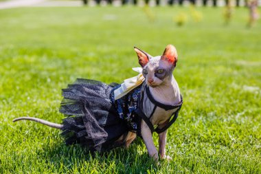 Sfenks kedisi giyen bir pezevenk gibi giyinmiş