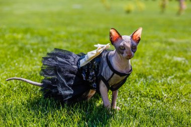 Sfenks kedisi giyen bir pezevenk gibi giyinmiş