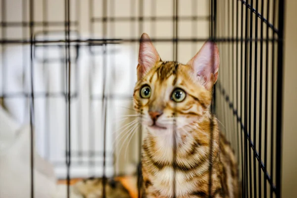 Korkarım evsiz yalnız kedi kafes için ev, biri onu evlat için bekleyen sığınak içinde yatan korkmuş bakışla. Sakin ve sevecen yavru kedi, destek için gönüllü el çalışır