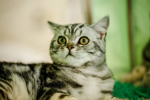 Korkarım evsiz yalnız kedi kafes için ev, biri onu evlat için bekleyen sığınak içinde yatan korkmuş bakışla. Sakin ve sevecen yavru kedi, destek için gönüllü el çalışır