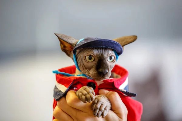 Esfinge Gato Vestido Como Chulo Usando — Foto de Stock