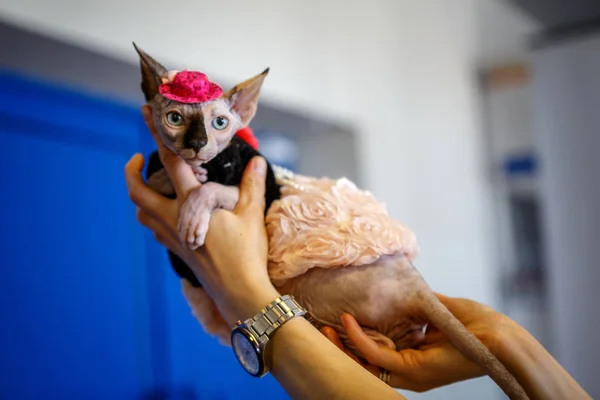 Esfinge Gato Vestido Como Chulo Usando — Foto de Stock