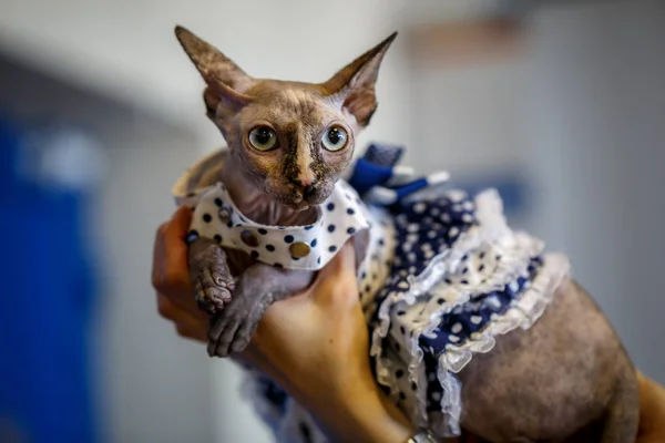 Photos De Habille Sphynx Chat Sans Poil Images De Habille Sphynx Chat Sans Poil Depositphotos