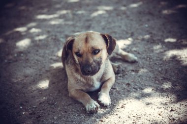 Açık bir güzel genç yavru köpek çimenlerde yalan ve onun sahibi açık havada için bekleyen üzgün yüz ifadesi ile portresi