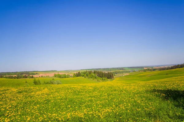 Dandelion in green grass. Beautiful spring panoramic shot with a dandelion meadow. Field of dandelions on background of the sky, HDR