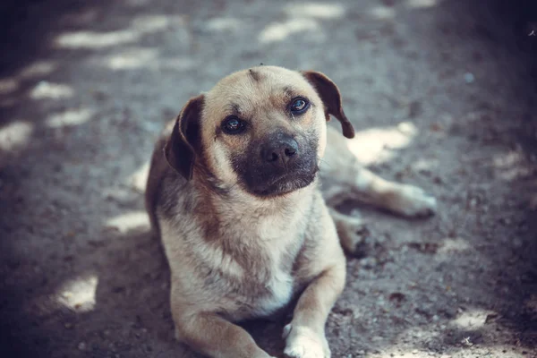 stock image Outdoor portrait of a beautiful young puppy dog with sad facial expression lying in the grass and waiting for her owner outdoors