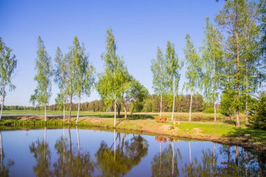 Balık tutma, sazlık, bir su birikintisi, gökyüzü için bir yer.