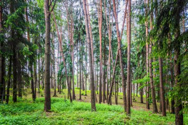 terk edilmiş bir mezarlık bir eski paslı ormanda çapraz