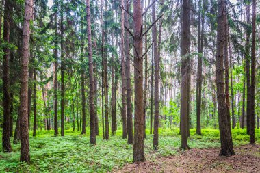 terk edilmiş bir mezarlık bir eski paslı ormanda çapraz