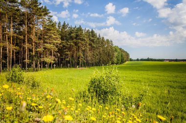 terk edilmiş bir mezarlık bir eski paslı ormanda çapraz