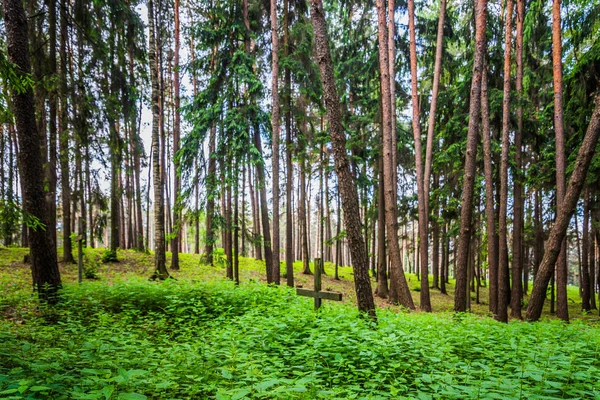 Floresta Cemitério Abandonado Uma Velha Cruz Enferrujada — Fotografia de Stock