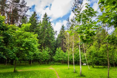 Karanlık Orman yol kızdırma
