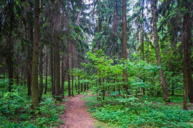 Karanlık Orman yol kızdırma