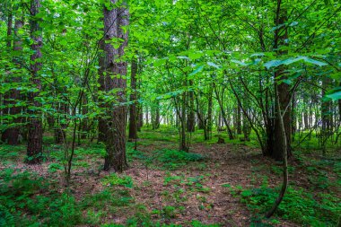 Karanlık Orman yol kızdırma