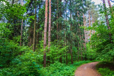 Karanlık Orman yol kızdırma