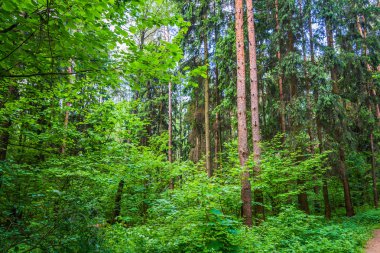 Karanlık Orman yol kızdırma