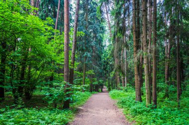 Karanlık Orman yol kızdırma