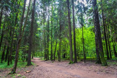 Karanlık Orman yol kızdırma