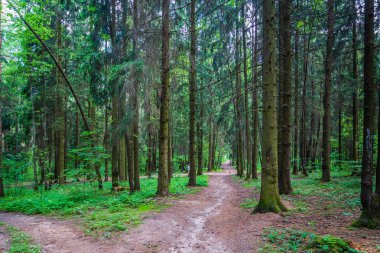 Karanlık Orman yol kızdırma