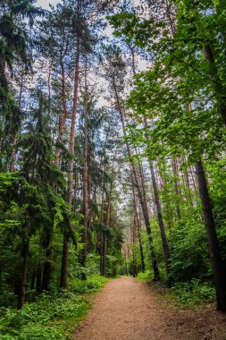 Karanlık Orman yol kızdırma