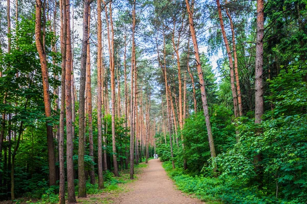 Світло Темної Лісової Дороги — стокове фото