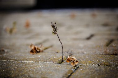 çatlak kaldırım ile büyüyen ot