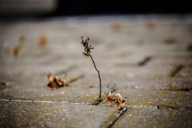 çatlak kaldırım ile büyüyen ot