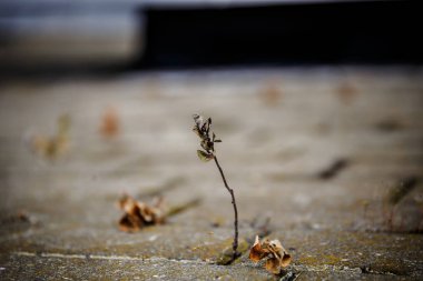 çatlak kaldırım ile büyüyen ot