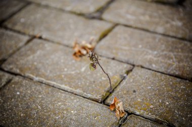 çatlak kaldırım ile büyüyen ot