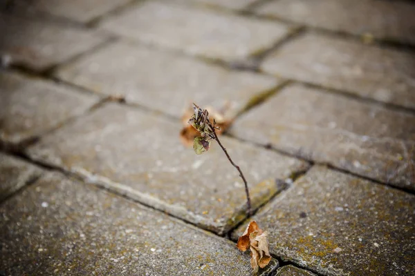 çatlak kaldırım ile büyüyen ot