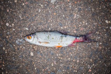 Asfalt çürük balık