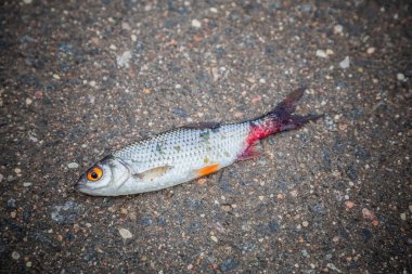 Asfalt çürük balık