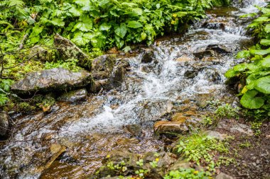 Moss akan nehir su taş kaplı
