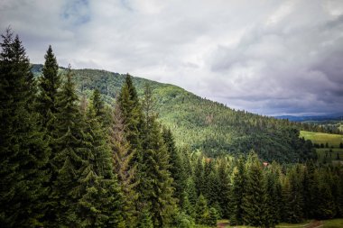 Karpat orman yağmurlu geceden önce. Çam ormanlar ve dağlar ile yaz aylarında manzara. Zakarpattya, Ukrayna.