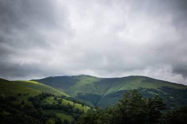 Karpat orman yağmurlu geceden önce. Çam ormanlar ve dağlar ile yaz aylarında manzara. Zakarpattya, Ukrayna.