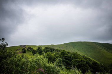 Karpat orman yağmurlu geceden önce. Çam ormanlar ve dağlar ile yaz aylarında manzara. Zakarpattya, Ukrayna.