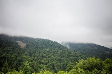 Karpat orman yağmurlu geceden önce. Çam ormanlar ve dağlar ile yaz aylarında manzara. Zakarpattya, Ukrayna.