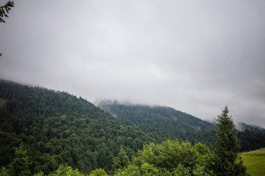 Karpat orman yağmurlu geceden önce. Çam ormanlar ve dağlar ile yaz aylarında manzara. Zakarpattya, Ukrayna.