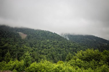 Karpat orman yağmurlu geceden önce. Çam ormanlar ve dağlar ile yaz aylarında manzara. Zakarpattya, Ukrayna.
