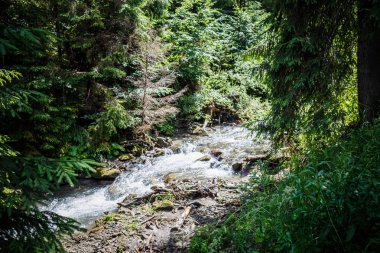 Moss akan nehir su taş kaplı